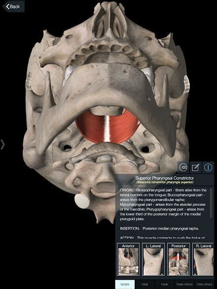 Superior Pharyngeal Constrictor Cadaver