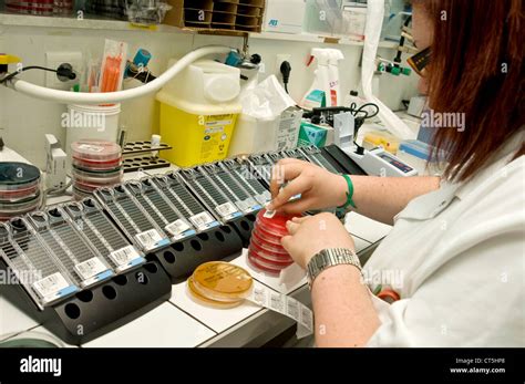 Bacteriology Lab Hi Res Stock Photography And Images Alamy