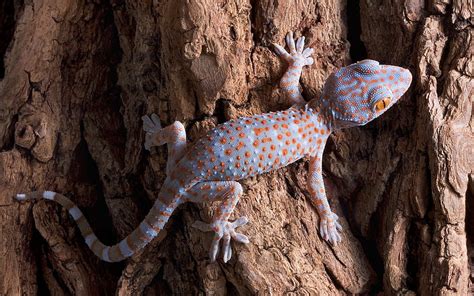 Tokay Gecko Ultra High Quality Walls HD Wallpaper Pxfuel