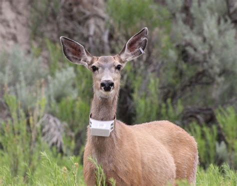 Wyoming Wildlife magazine | Wyoming Game & Fish Department