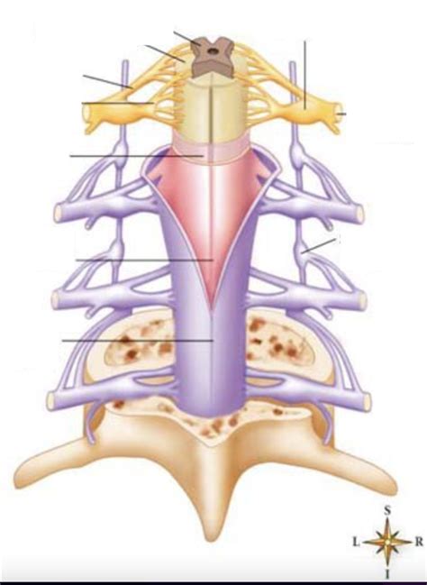 Meninges layers Diagram | Quizlet