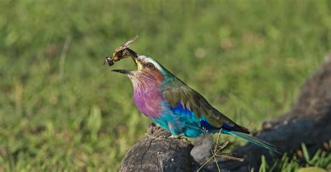 Lilac Breasted Roller Bird Friday Facts Wild Safari Guide