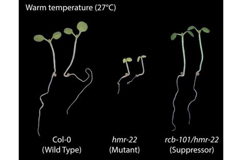 Discovery is key to creating heat-tolerant crops