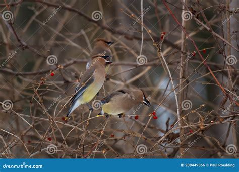 Cedar Waxwings Feeding On Berries Stock Photo Image Of Waxwings