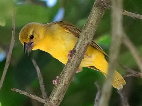 Golden Palm Weaver Ebird