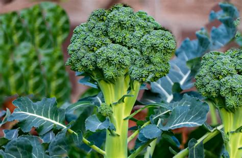 Broccoli Companion Plants The Good And The Bad