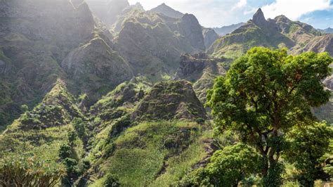 View Of The Paul Valley With A Dragon Tree Santo Ant O Cabo Verde