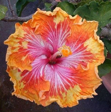 Description Growing Hibiscus Is An Easy Way To Add A Tropical Flair To Your Garden When You