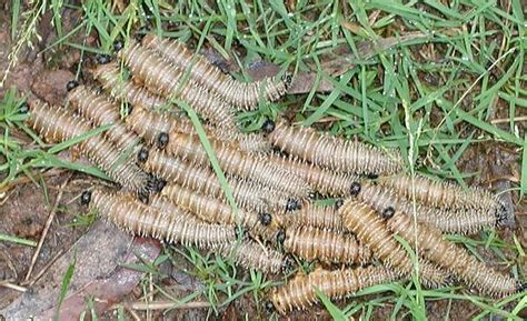 Saw Fly Larvae: Spitfires