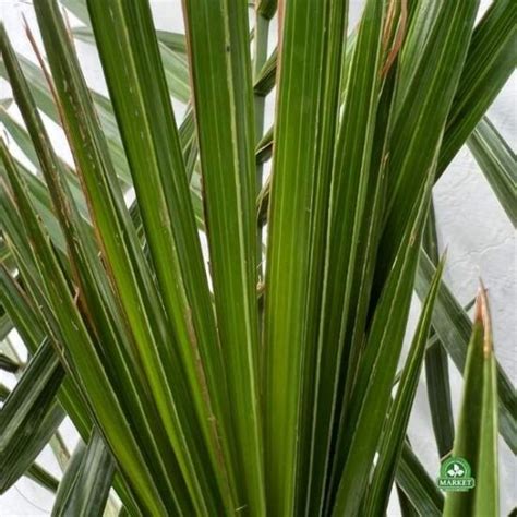 Daktylowiec Kanaryjski Phoenix Canariensis Florens Market