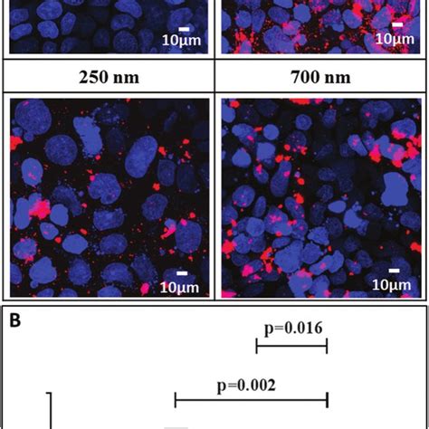 Caco 2 Cell Monolayers Morphology Differentiation And Mucus Secretion