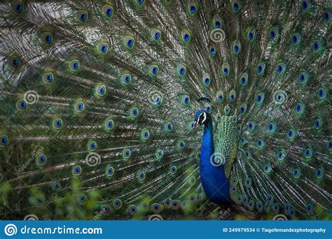 A Beautiful Male Peacock With Colourful Feathers Stock Photo Image Of