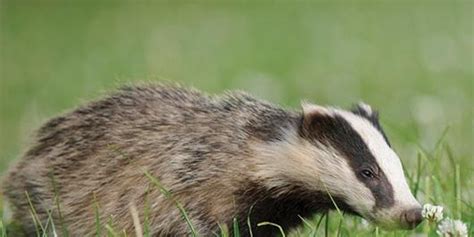 Badgers Of Surrey Leatherhead Big Wow