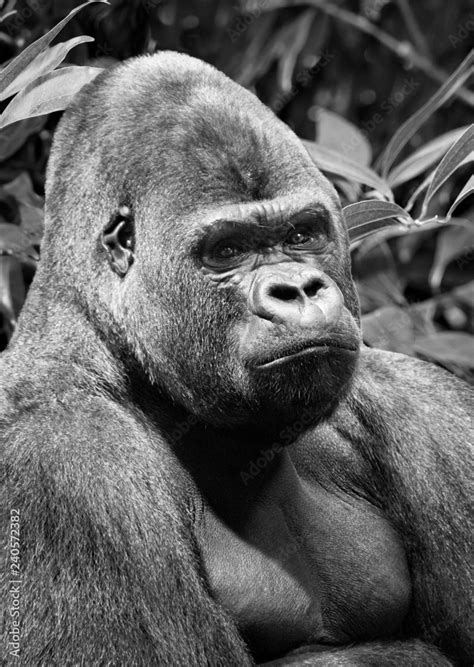 Beautiful Lowland Gorilla With Smart Eyes Looks Into The Distance