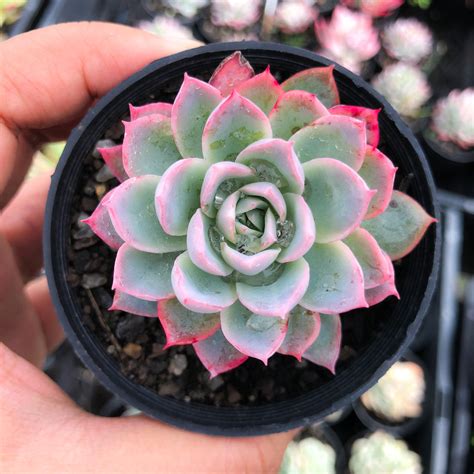 Echeveria Violet Queen Let Love Grow Succulent And Cactus