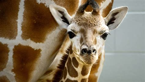 Scientists Finally Know What Sound A Giraffe Makes