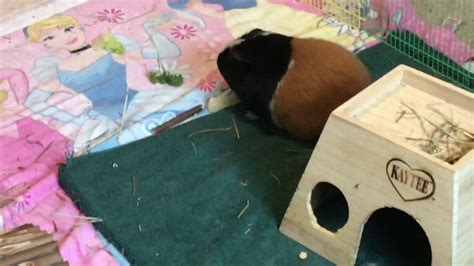 Common Mistakes Guinea Pig Owners Make Youtube