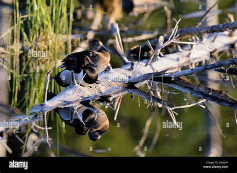 Female ring necked duck hi-res stock photography and images - Alamy