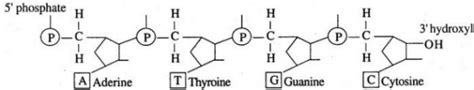 Draw schematically a single polynucleotide strand (with at least three ...