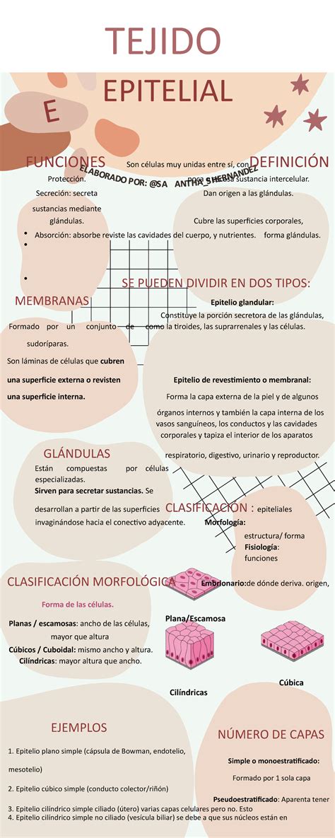 Infografia Del Tejido Tejido Epitelial Funciones Son C Lulas Muy