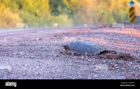 Snapping turtle lays eggs in a nest Stock Photo - Alamy