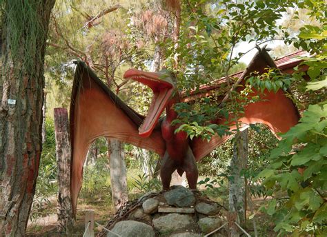 Pterodáctilo Características y Curiosidades Animales Salvajes