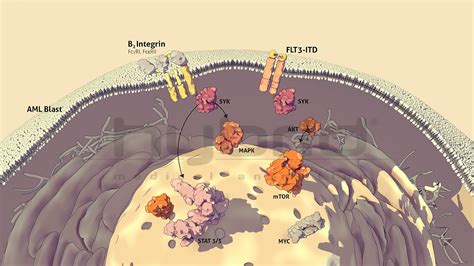 Cell signaling pathways - Hybrid Medical Animation