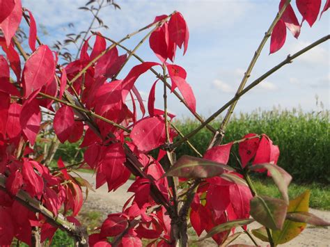 Euonymus Alatus Burning Bush Corky Spindletree Corky Spindle Tree Winged Euonymus Winged