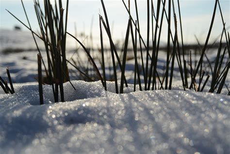 Free Images Tree Nature Branch Snow Cold Winter Sunlight