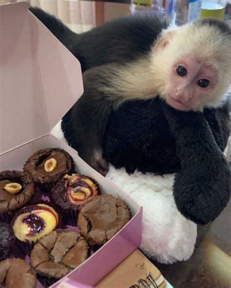 Female White Face Capuchin Monkey Exotic Pets 4 Sale