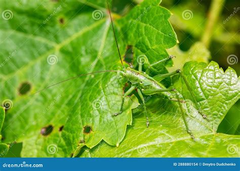 Spraying Trees With Insecticides To Protect Plants From Insect Pests Green Grasshopper On A