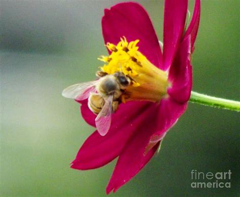 Honey Bees Happy Photograph By William Patterson Fine Art America