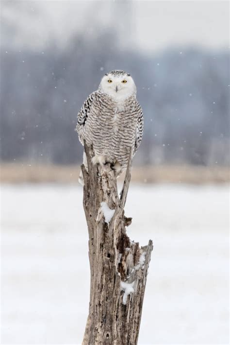 On Silent Wings Can Snowy Owls Survive A Warming Climate Canadian