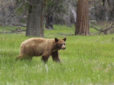 Yosemite Rangers Use Technology To Save Bears From Cars All Tech