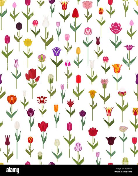 Tulip Varieties Flat Seamless Pattern Garden Flower And House Plants