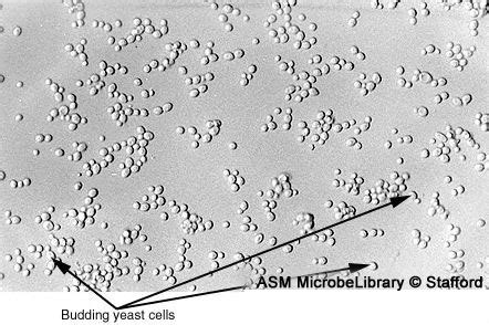 Candida Albicans Microscope Slide