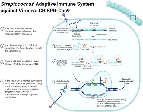 Journal Of Cellular Biochemistry Wiley Online Library