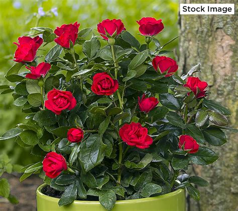 Cottage Farms Piece Rosa Petite Knock Out Rose Bareroot Shrubs Qvc