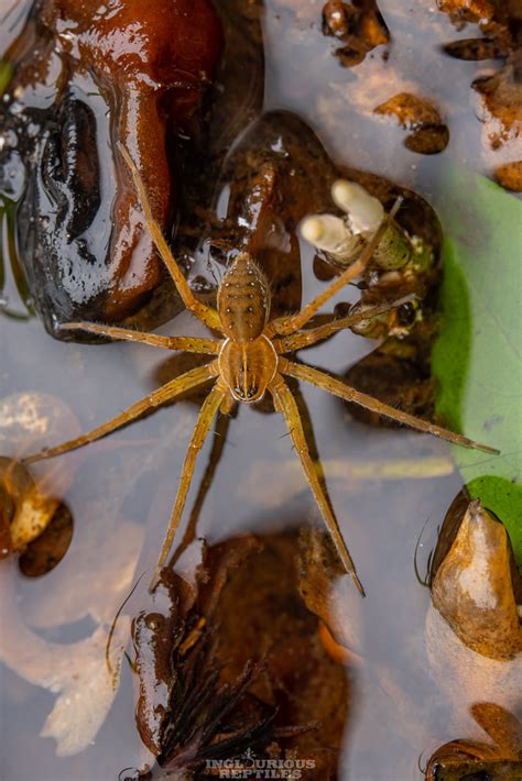 Dolomedes Sp Inglourious Reptiles Flickr