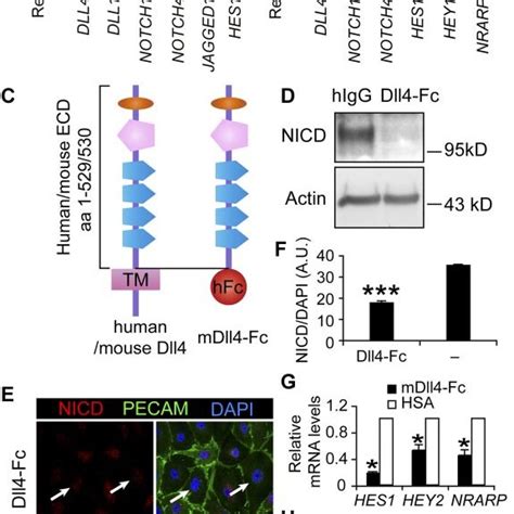 Notch Inhibition And VEGF Cooperate To Induce Lymphangiogenesis In