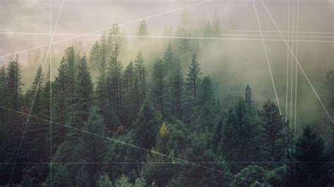 Forest Backgrounds Tumblr