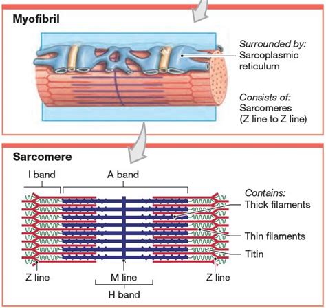 Structure And Position Of Titin In A Sarcomere Human Anatomy And