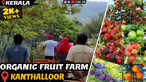 100 Organic Fruit Farm In Kanthalloor Kerala Heaven Of Fruits Kashmir Of Kerala