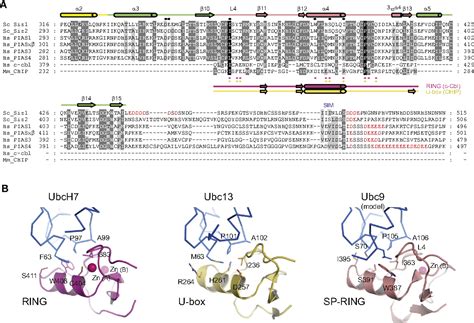 Structure Of The Siz Pias Sumo E Ligase Siz And Determinants Required