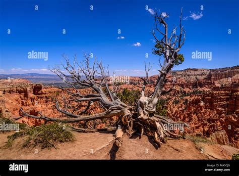 Usa Utah Garfield County Bryce Canyon National Park Amphitheater Deadwood On The Rim Trail