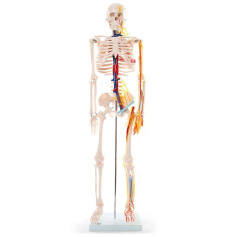 Buy Zamax Study Model Assembly Assembly Model Pvc Model Human Skeleton