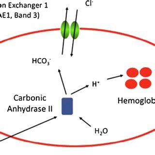 Model of a red blood cell showing the role of the Band 3 anion... | Download Scientific Diagram