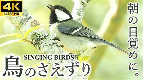 Bgm Natural Sound Hour Bird Songs