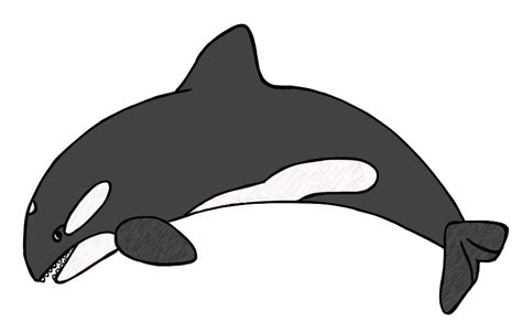 Killer whale clipart black and white dromgcb top - Clipartix