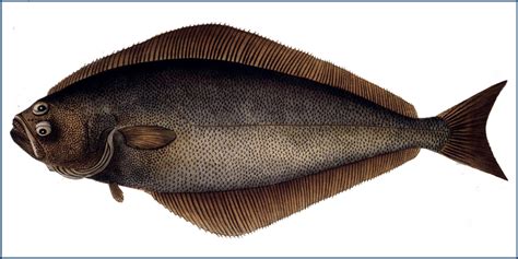 Atlantic Halibut